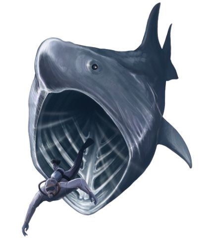ウバザメ