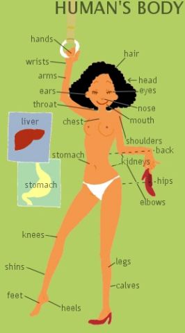 human body