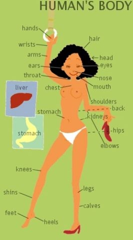 human body