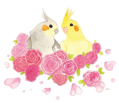 ゆめみるオカメインコ