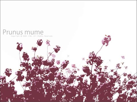 Prunus mume