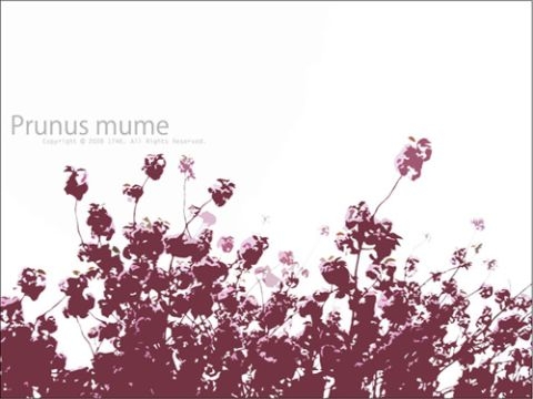 Prunus mume