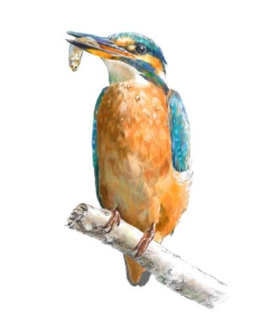 Alcedo atthis