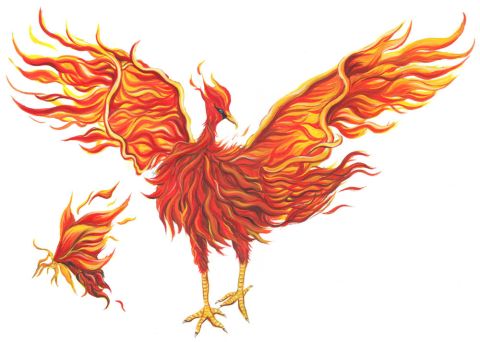 Bird of Fi