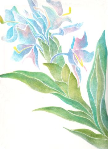 Ginger Lily
