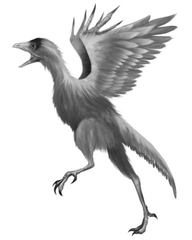 始祖鳥