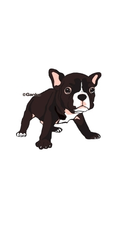 dog-3