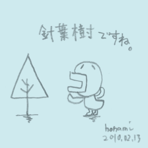 針葉樹ですね