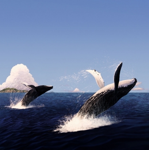 ザトウクジラのジャンプ